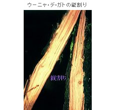 ウーニャ・デ・ガトの縦割り
