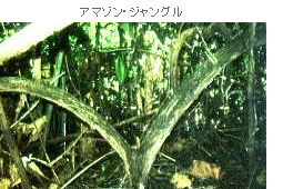 A}]EWO